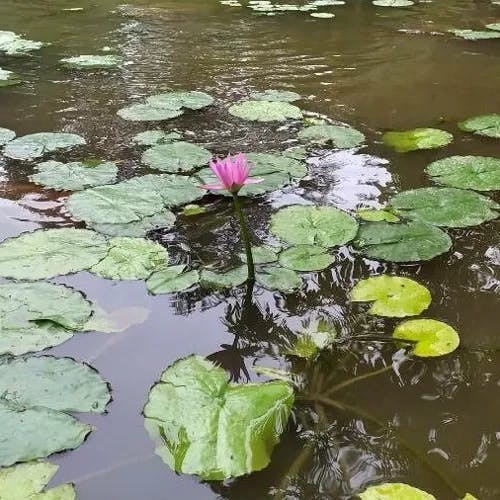 アカバナスイレン（赤花睡蓮） (Nymphaea rubra)-i