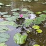 アカバナスイレン（赤花睡蓮） (Nymphaea rubra)-i