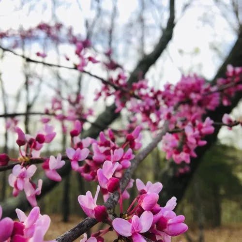 アメリカハナズオウ（亜米利加花蘇芳） (Cercis canadensis)-i