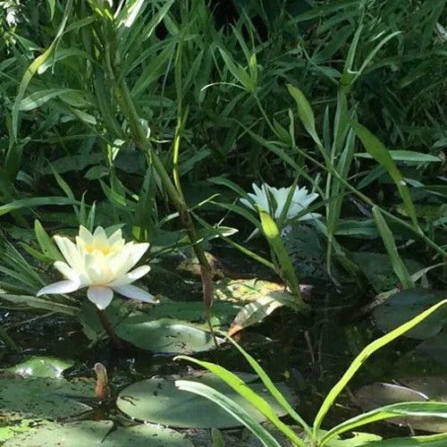 Fragrant water-lily (Nymphaea odorata)-i