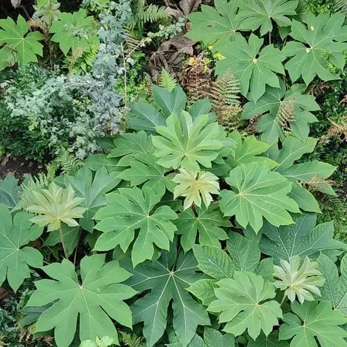 カミヤツデ（紙八手） (Tetrapanax papyrifer)-i