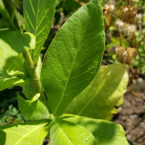 Ornamental tabacco (Nicotiana sylvestris)-i