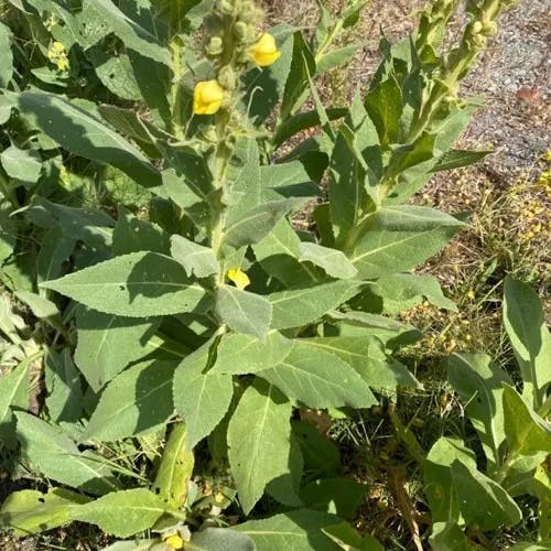 Dense-flower mullein (Verbascum densiflorum)-i