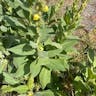 Dense-flower mullein (Verbascum densiflorum)-i