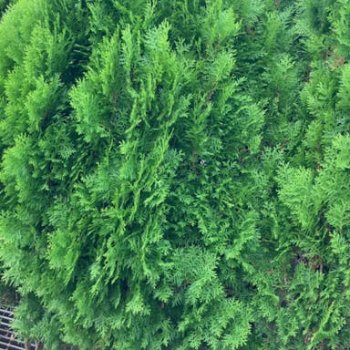 Chinese-arborvitae