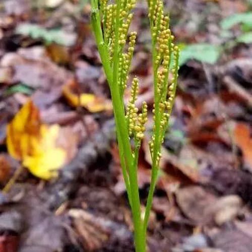 ナツノハナワラビ（夏花蕨） (Botrychium virginianum)-i