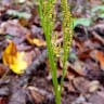 ナツノハナワラビ（夏花蕨） (Botrychium virginianum)-i