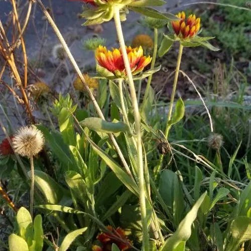 テンニンギク（天人菊） (Gaillardia pulchella)-i