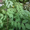 Black Locust (Robinia pseudoacacia)-i