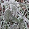 Elm-leaf blackberry (Rubus ulmifolius)-i