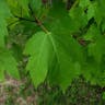 アメリカハナノキ（亜米利加花木） (Acer rubrum)-i