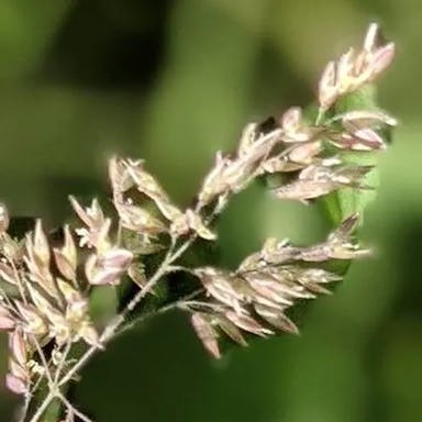 Smooth meadow grass