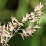 ナガハグサ（長葉草） (Poa pratensis)-i