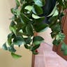 Lipstickplant (Aeschynanthus radicans)-i