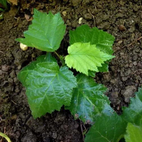 Turkish filbert (Corylus colurna)-i