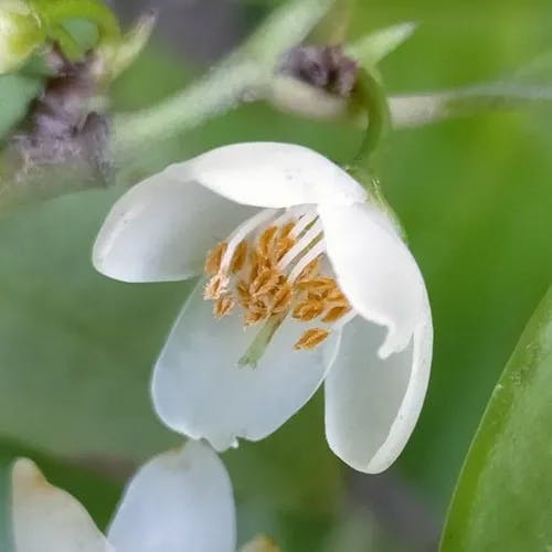 Sakaki (Cleyera japonica)-i