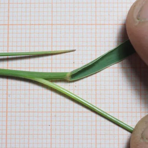 ハイキビ（這黍） (Panicum repens)-i