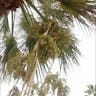 Mexican blue palm (Brahea armata)-i