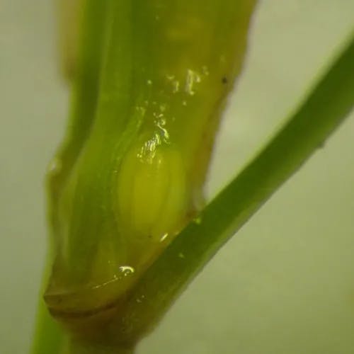 イトクズモ（糸葛藻） (Zannichellia palustris)-i