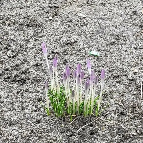 Early crocus (Crocus tommasinianus)-i