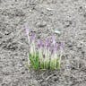 Early crocus (Crocus tommasinianus)-i