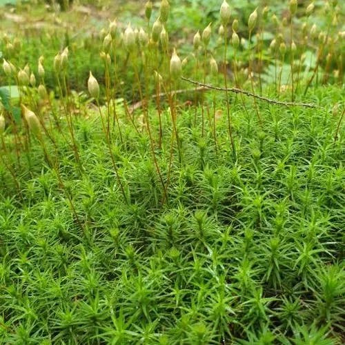 エゾノツガザクラ（蝦夷の栂桜） (Phyllodoce caerulea)-i