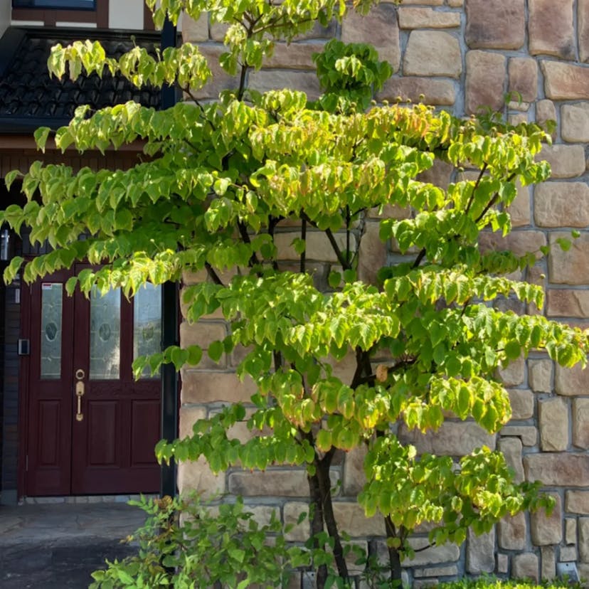 カツラ（桂） (Cercidiphyllum japonicum)-i