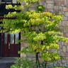 カツラ（桂） (Cercidiphyllum japonicum)-i