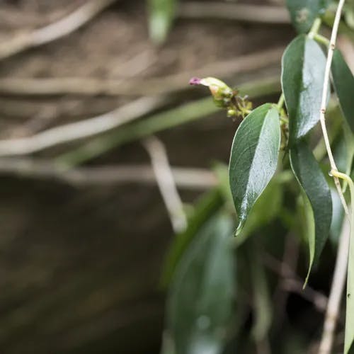 ナガミカズラ（長実葛） (Aeschynanthus acuminatus)-i