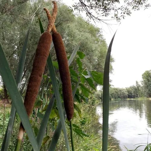 ガマ（蒲） (Typha latifolia)-i