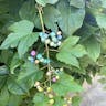 Amur peppervine (Ampelopsis glandulosa)-i