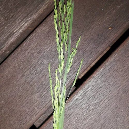 オオクサキビ（大草黍） (Panicum dichotomiflorum)-i