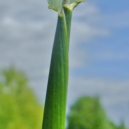 オオスズメノテッポウ（大雀鉄砲） (Alopecurus pratensis)-i