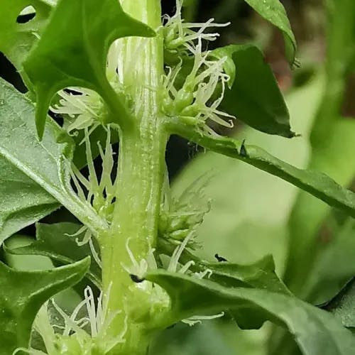 ホウレンソウ（菠薐草） (Spinacia oleracea)-i