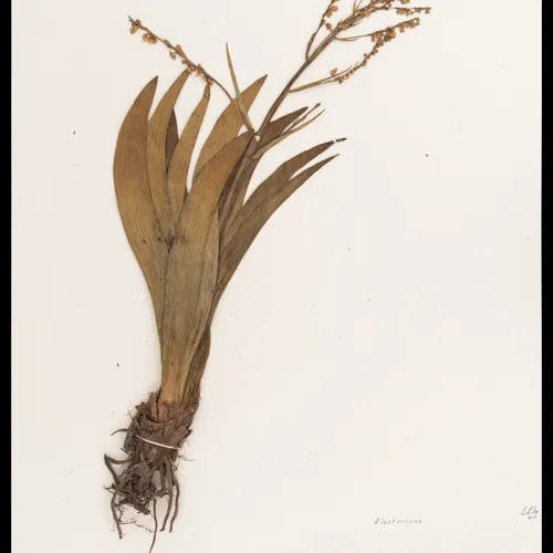 ケイビラン（鶏尾蘭） (Comospermum yedoense)-i