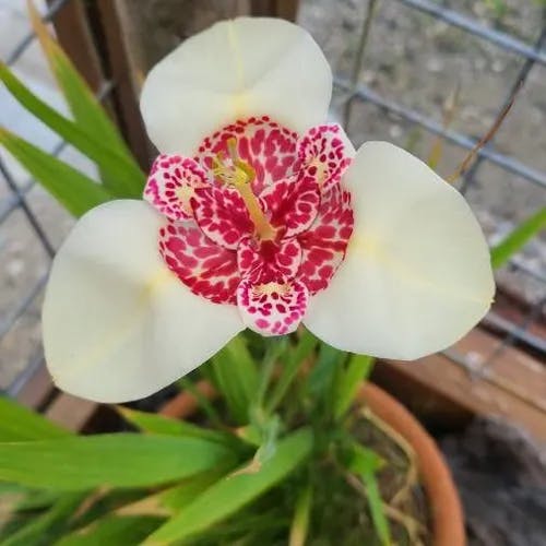 トラユリ（虎百合） (Tigridia pavonia)-i