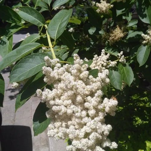 ハシドイ（丁香花） (Syringa reticulata)-i