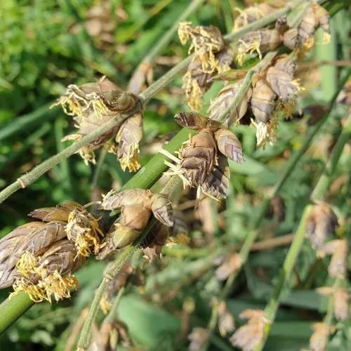 マチク（麻竹） (Dendrocalamus latiflorus)-i