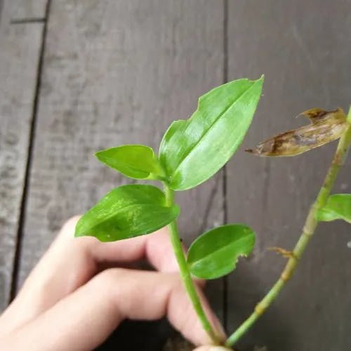 シマツユクサ（島露草） (Commelina diffusa)-i