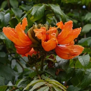 African tuliptree