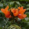 African tuliptree (Spathodea campanulata)-i