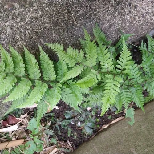 ヤマイヌワラビ（山犬蕨） (Athyrium vidalii)-i