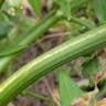 セロリ（塘蒿） (Apium graveolens)-i