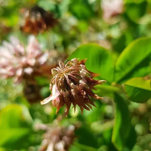 Alsike clover (Trifolium hybridum)-i