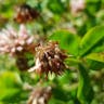 Alsike clover (Trifolium hybridum)-i