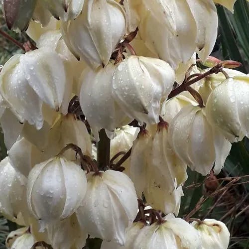 アツバキミガヨラン（厚葉君が代蘭） (Yucca gloriosa)-i