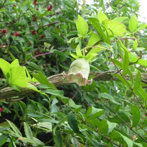ツルニンジン（蔓人参） (Codonopsis lanceolata)-i