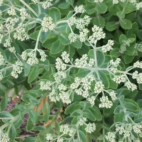 St. catherine's lace (Eriogonum giganteum)-i