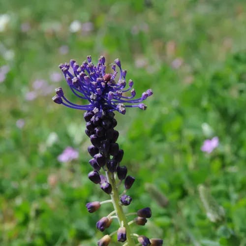 ハネムスカリ（羽根ムスカリ） (Muscari comosum)-i