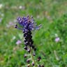 ハネムスカリ（羽根ムスカリ） (Muscari comosum)-i